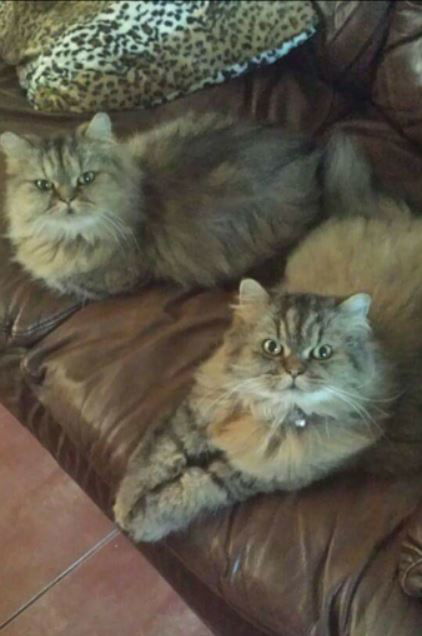 Jinxy & BooBoo