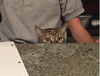 Bindi