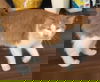 Fluffy Cat