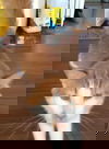 Fluffy Cat