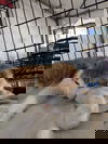 Fluffy Cat