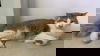 Fluffy Cat