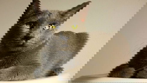 Shadow