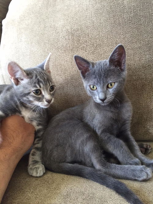 Chauncey & Dr. Evil