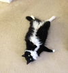 Kitty