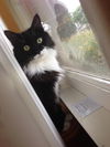 Kitty