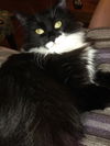 Kitty