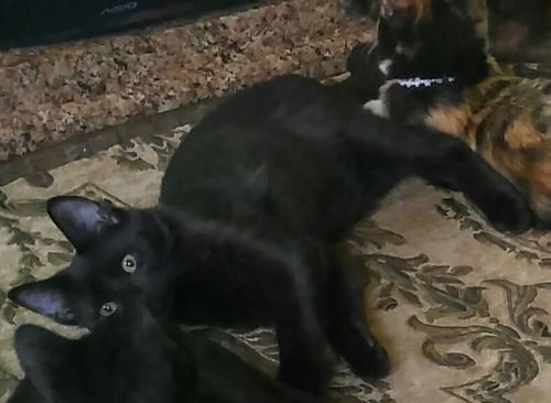 Coal