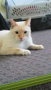 Aslan