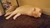 Aslan