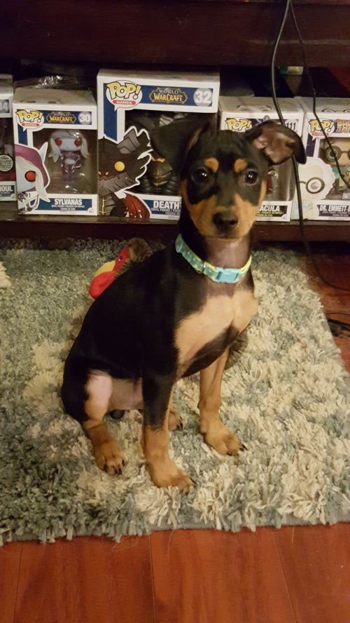 Duke