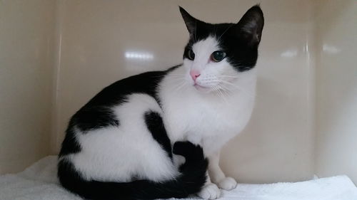 Domino