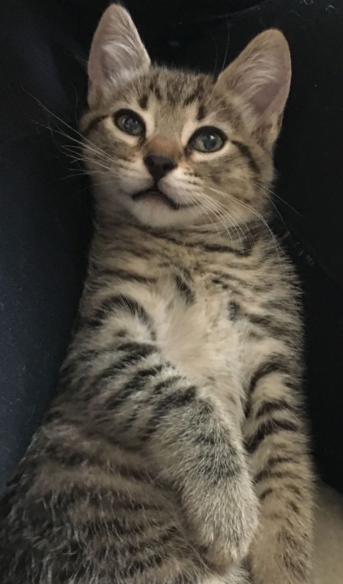 Sherekhan