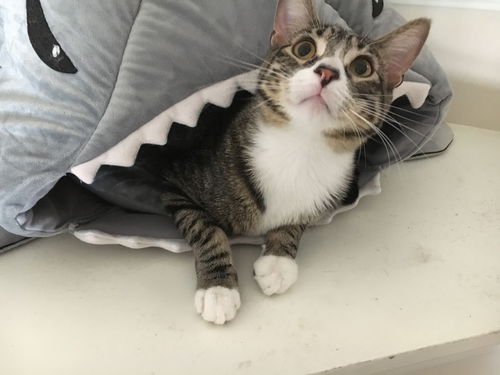 Kona