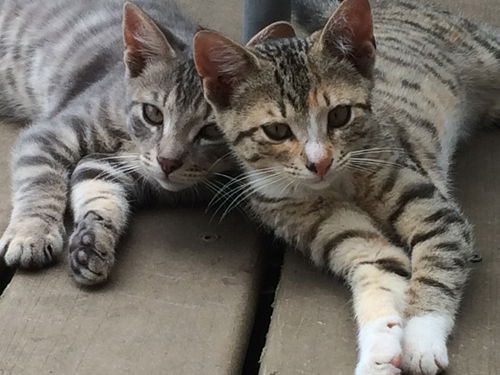 Grey and Blondie