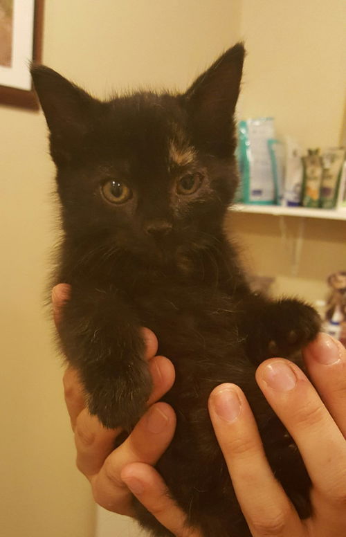 Cheddar