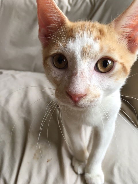 Cinnamon