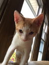 Cinnamon