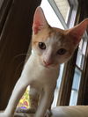 Cinnamon