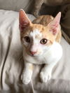 Cinnamon