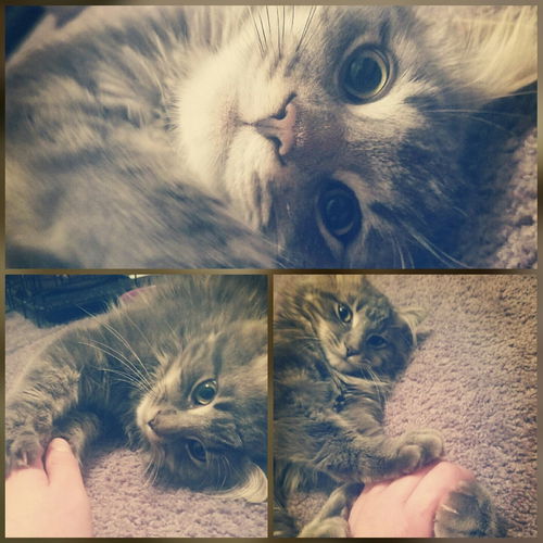 Gizmo