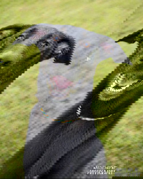 Gru