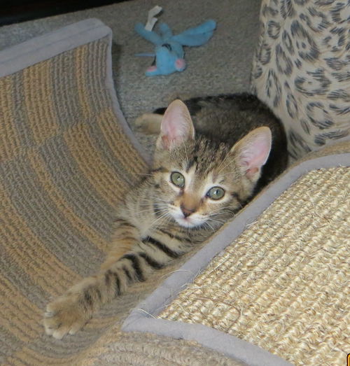 Anacat