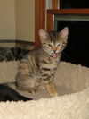 Anacat