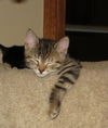 Anacat