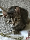 Anacat
