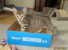 Anacat