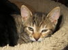 Anacat