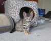 Anacat
