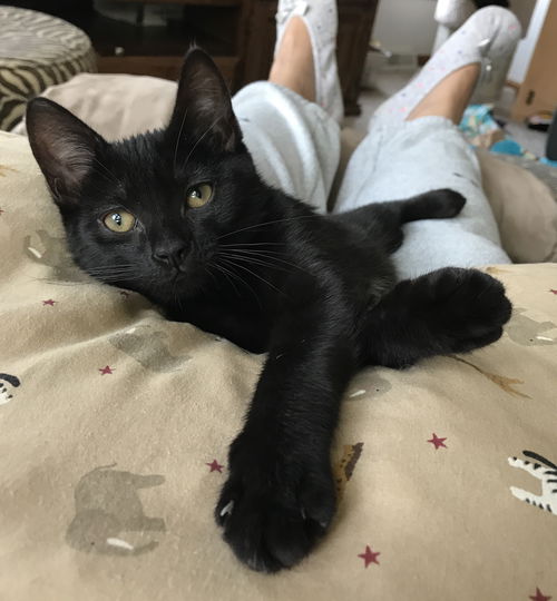 Zuzu