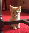 Ginger Spice