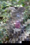 Ariel