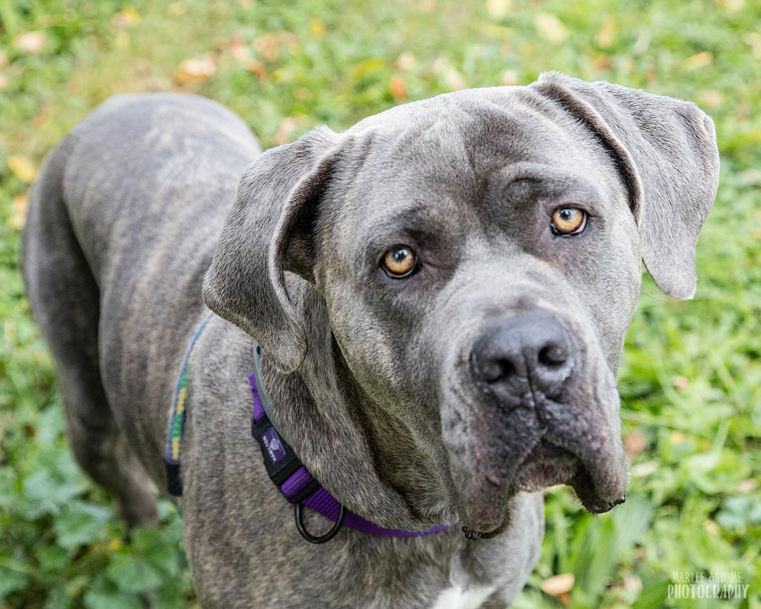 Adopt a Cane Corso near New York, NY