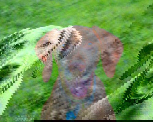 Yogi