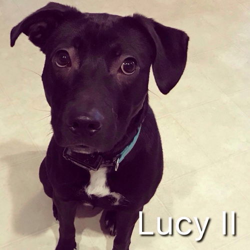 Lucy II