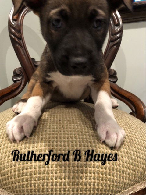 Rutherford B Hayes