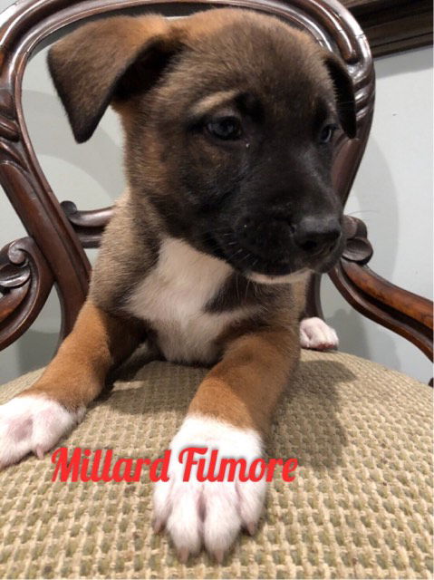 Millard Filmore
