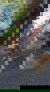 Akia