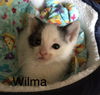 Wilma