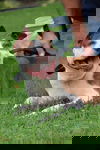 Diamond - TOHAS