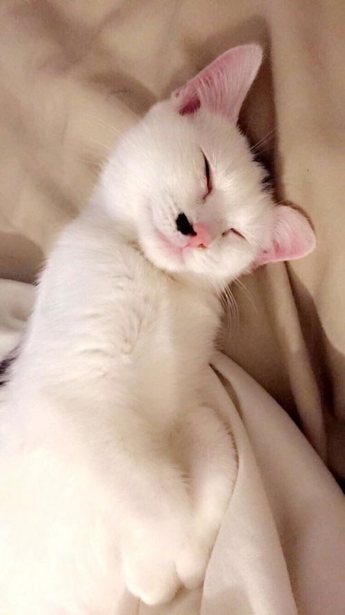 Mimzy