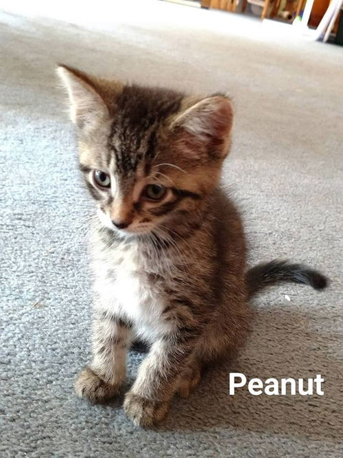 Peanut