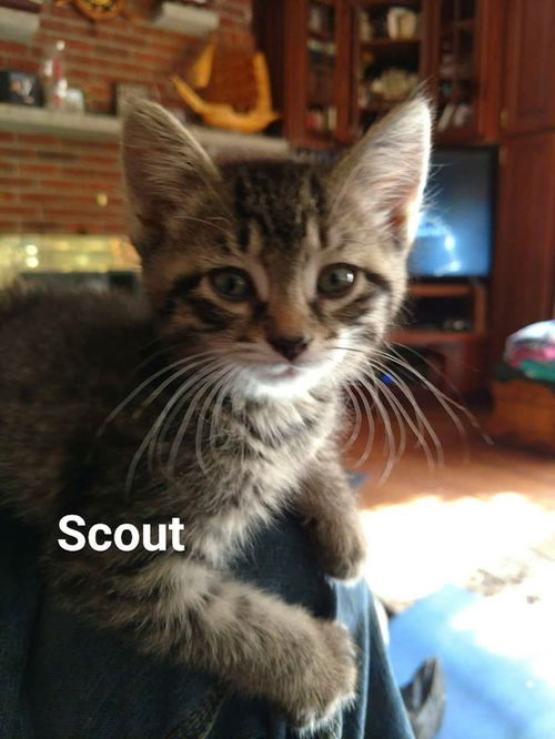 Scout