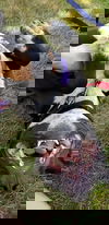 Zorro