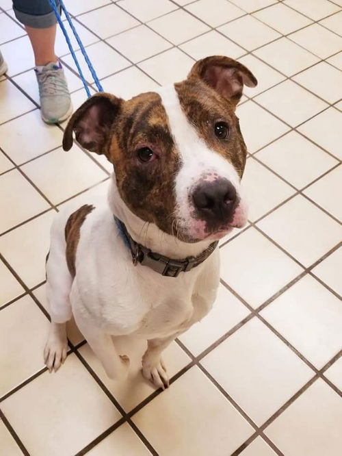 Archie