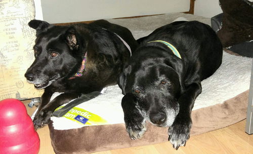 Gus & Zelda